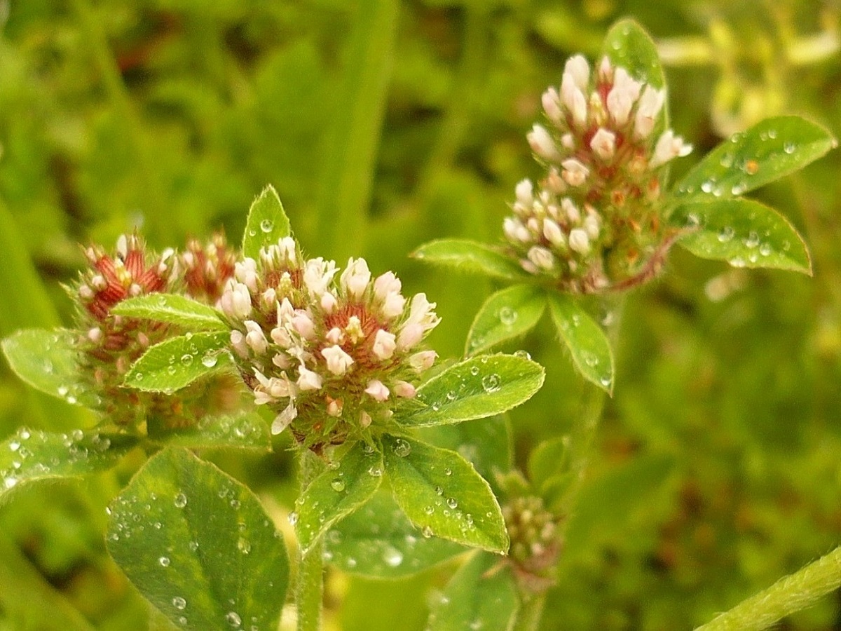 Trifolium striatum (Fabaceae)